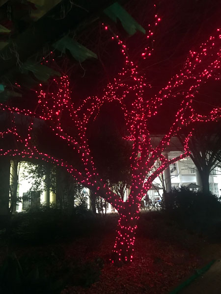 a tree with red Christmas lights